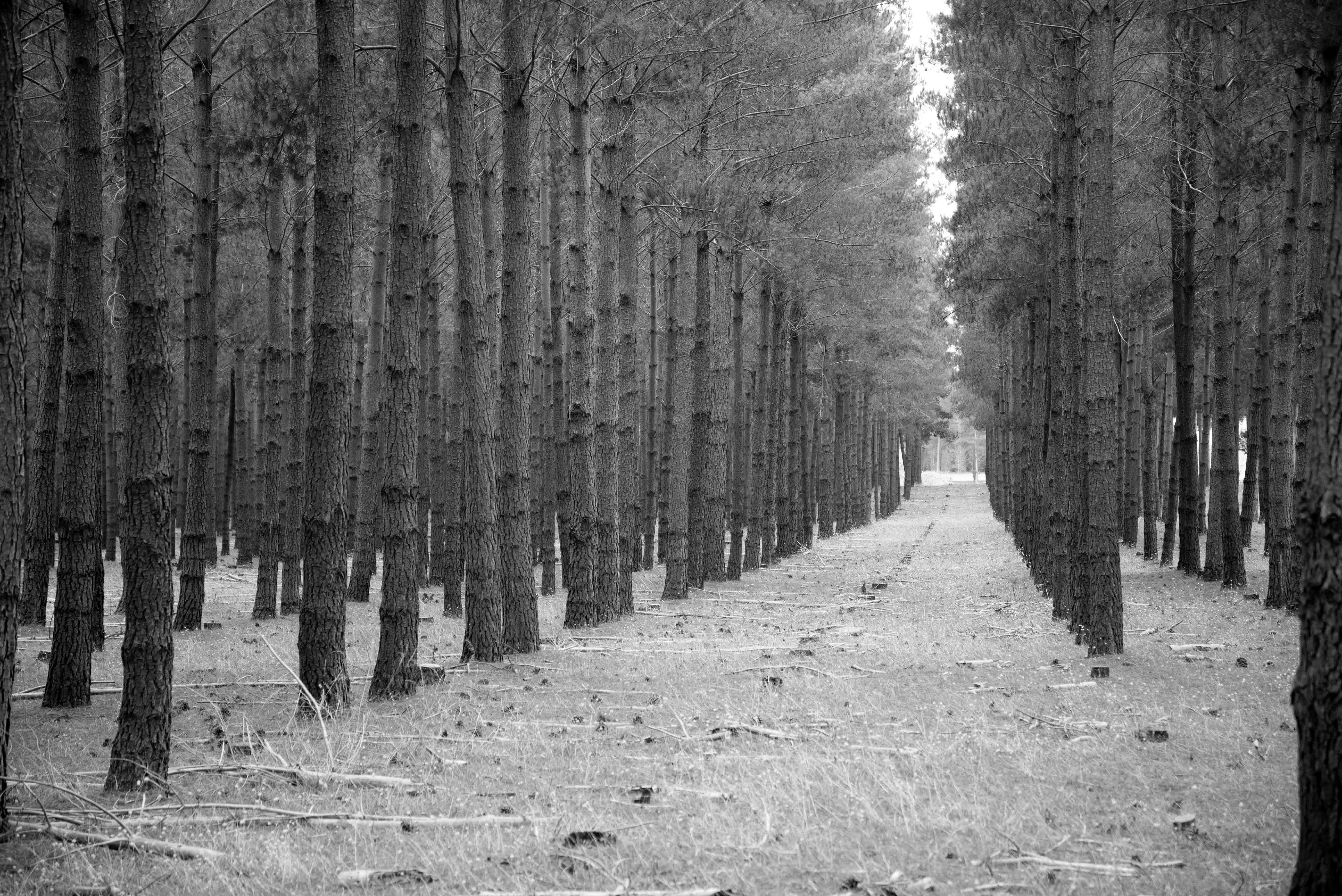 Evidence-based impact assessment