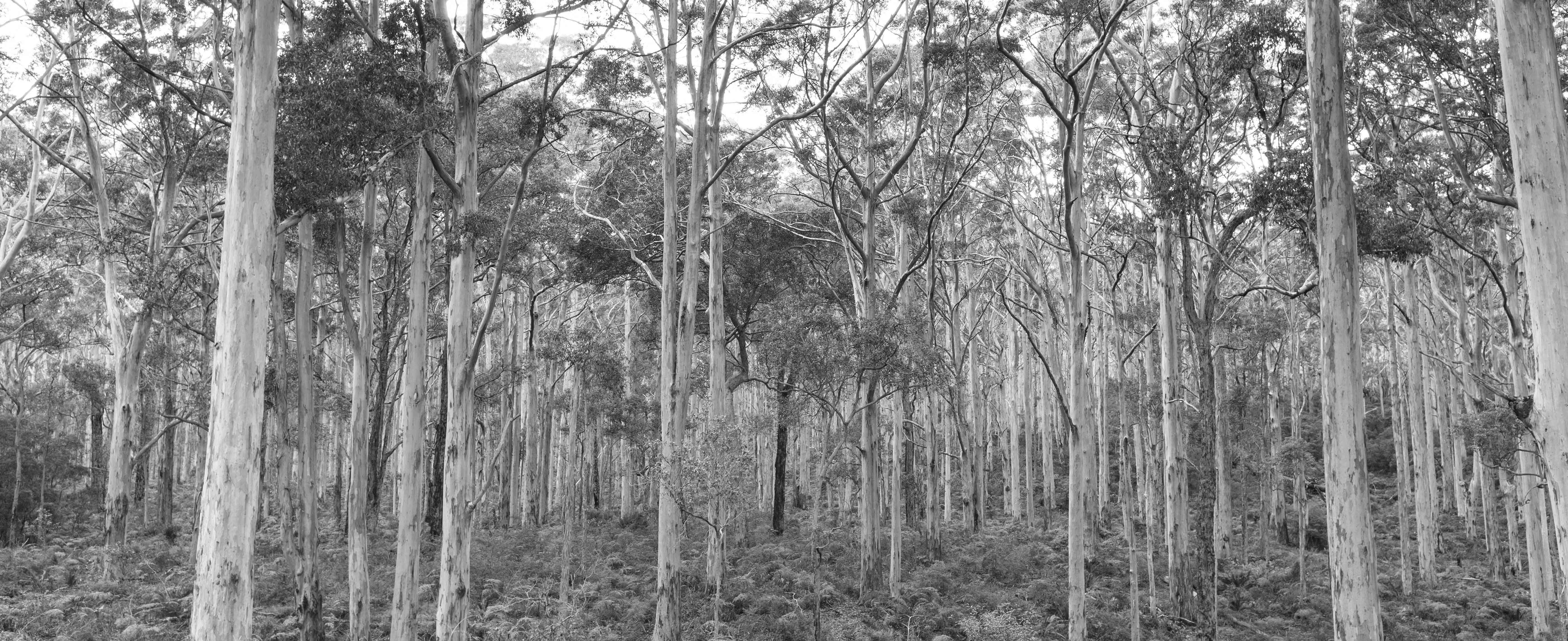 Australian timber plantation