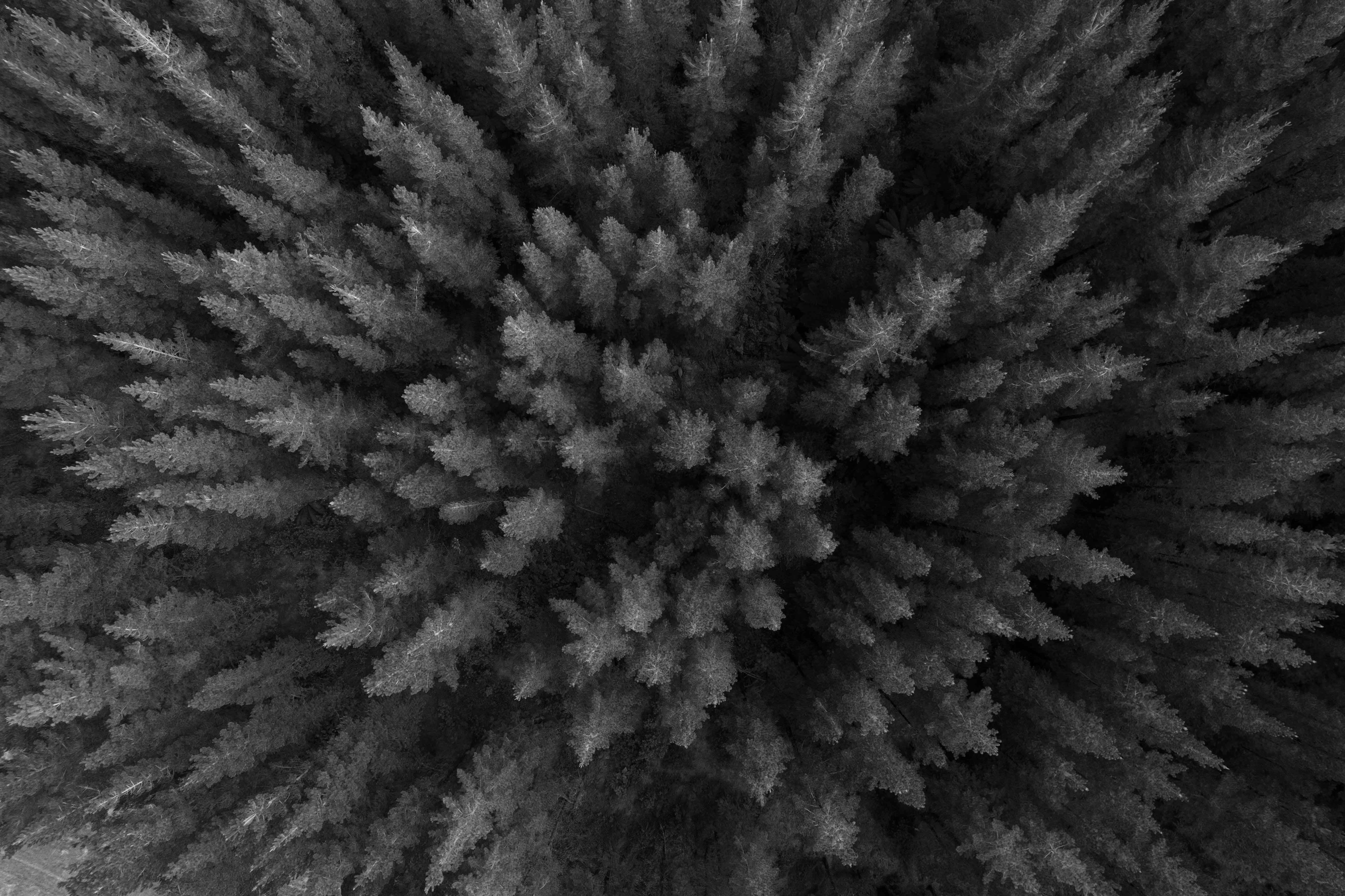 Australian timber plantation